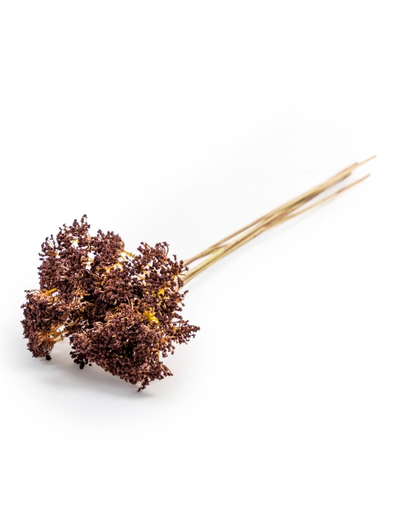 A dried decorative floral stem with a dense cluster of dark reddish-brown flowers on a light tan stem.